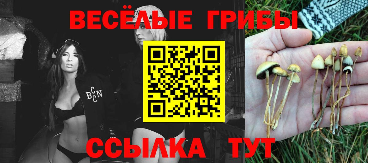 Псилоцибиновые грибы Magic Shrooms  Вход с VPN  продажа наркотиков  Галлюциногенные грибы Psilocybe  Павлово 
